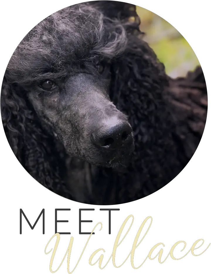 Poodles U2014 The Poodle Blog Standard Poodle Png Poodle Png