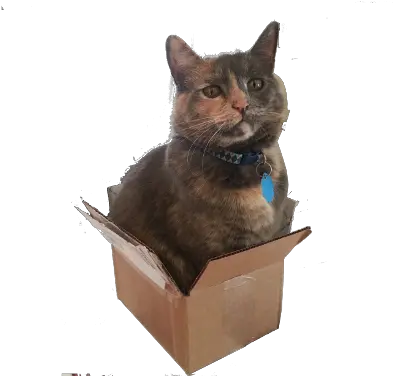 Web Tips And Tricks Archives Nerdosaurcom Cat In A Box Png Box Transparent Background