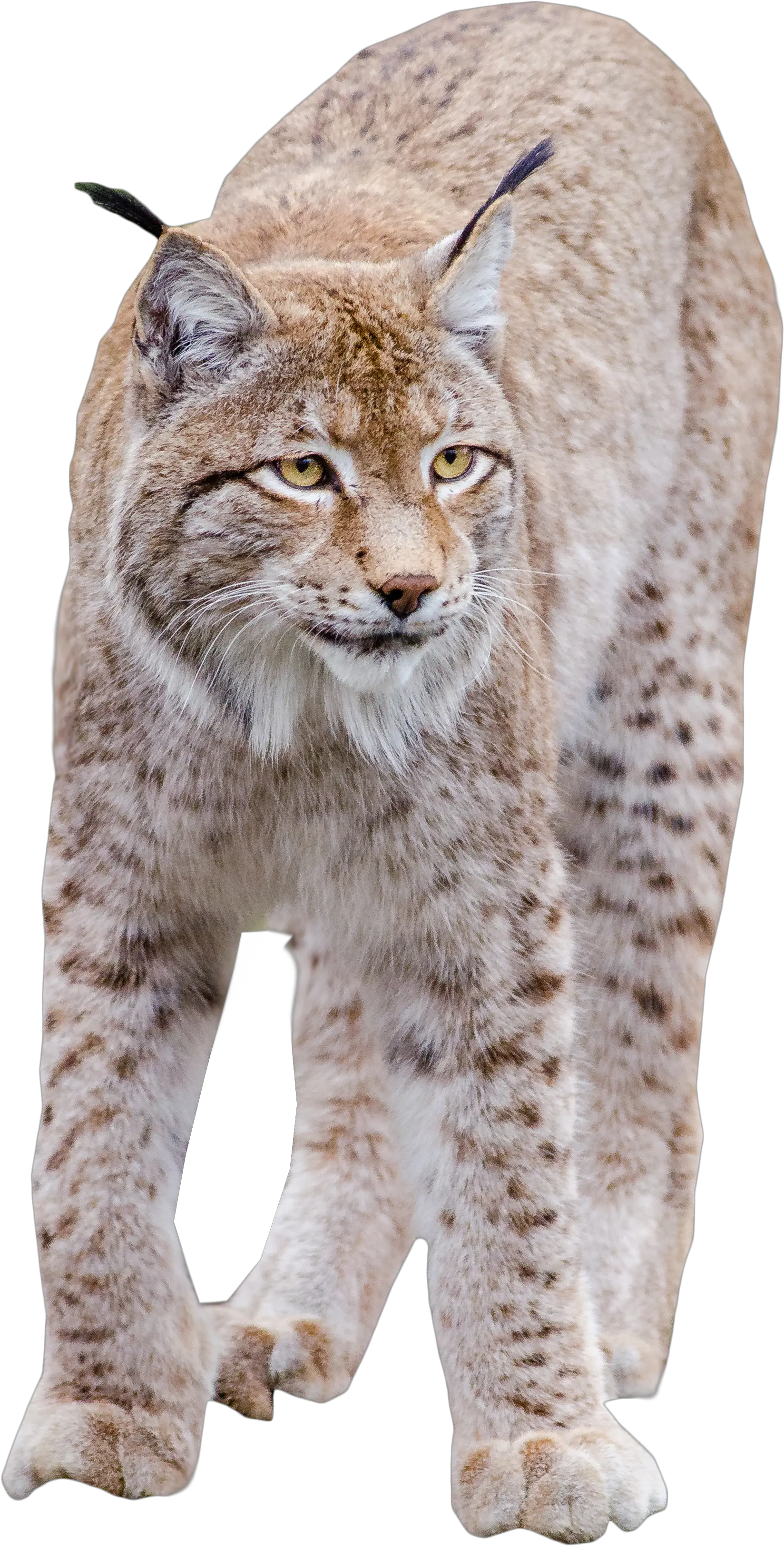 Lynx Standing Png Image Animal Bobcat Png Lynx Png