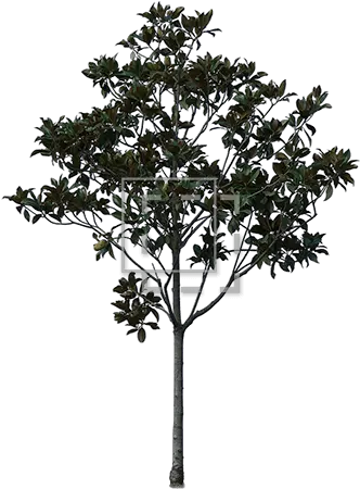 Young Cutout Tree Giant Leaves Immediate Entourage Pond Pine Png Tree Cutout Png