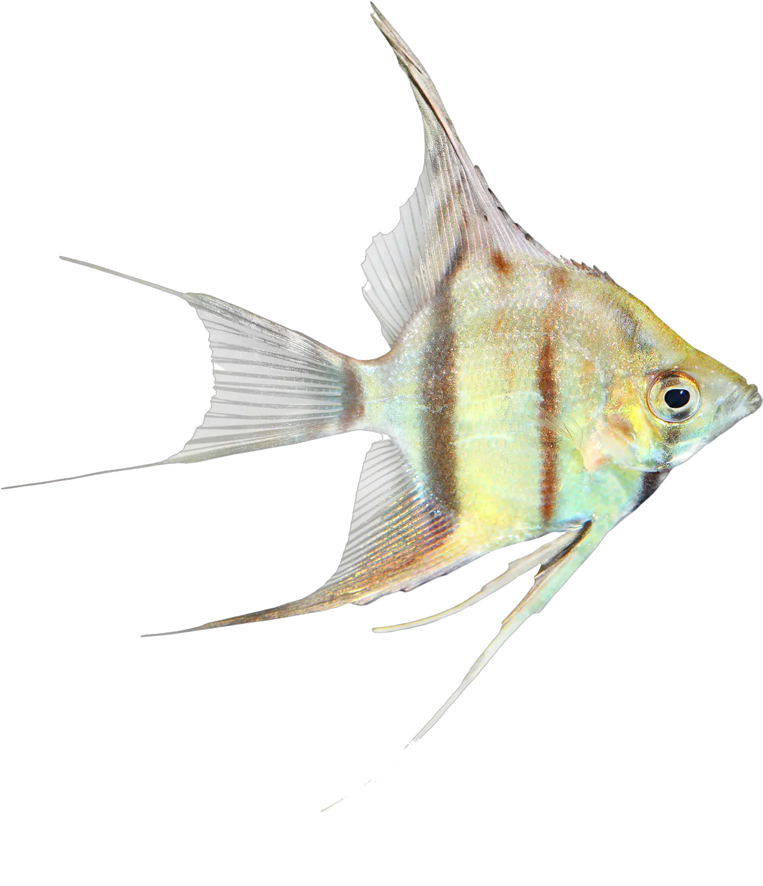 Coral Reef Angelfish Png All Angelfish Coral Transparent