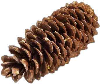 Pine Cone Png Image Conifer Cone Pine Cone Png