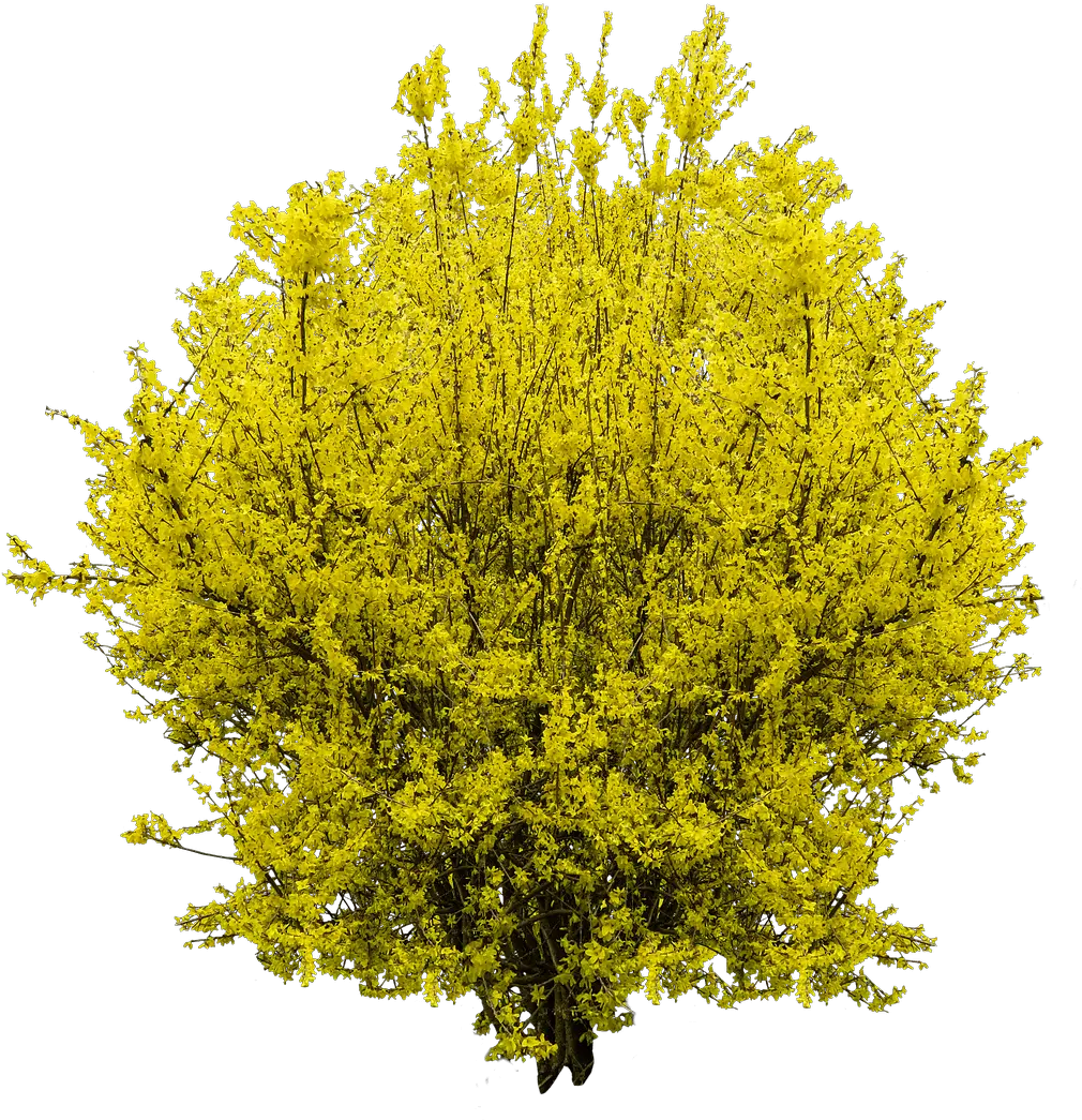 Forsythia Transparent Png Stickpng Forsythia Bush Png Shrub Transparent Background