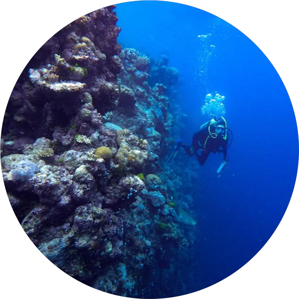 About Hillary Smith Underwater Png Coral Reef Png