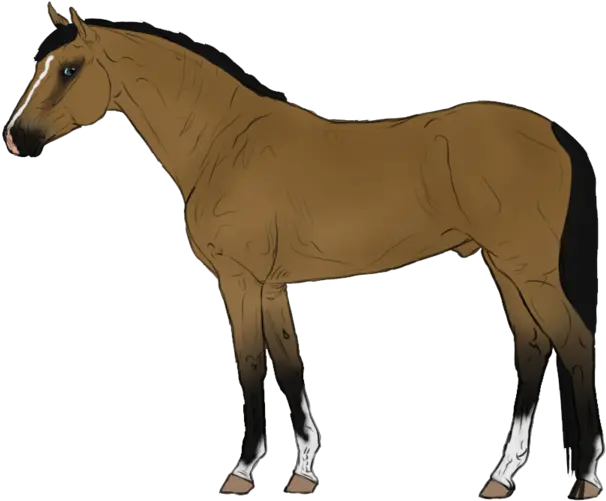 Animated Horse Transparent Background Cartoon Horse Transparent Background Png Horse Transparent