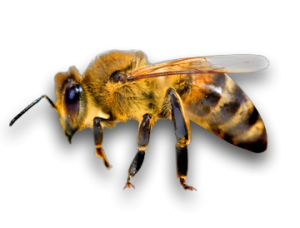 Png Bee Bee Png Bee Transparent Background