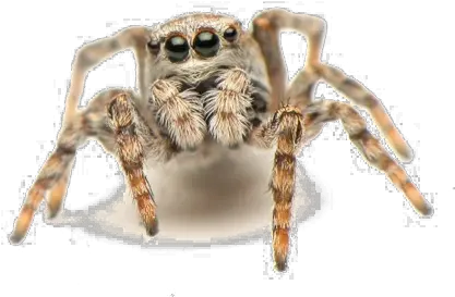 Jumping Spider Png Pic Transparent Background Jumping Spider Transparent Spider Png