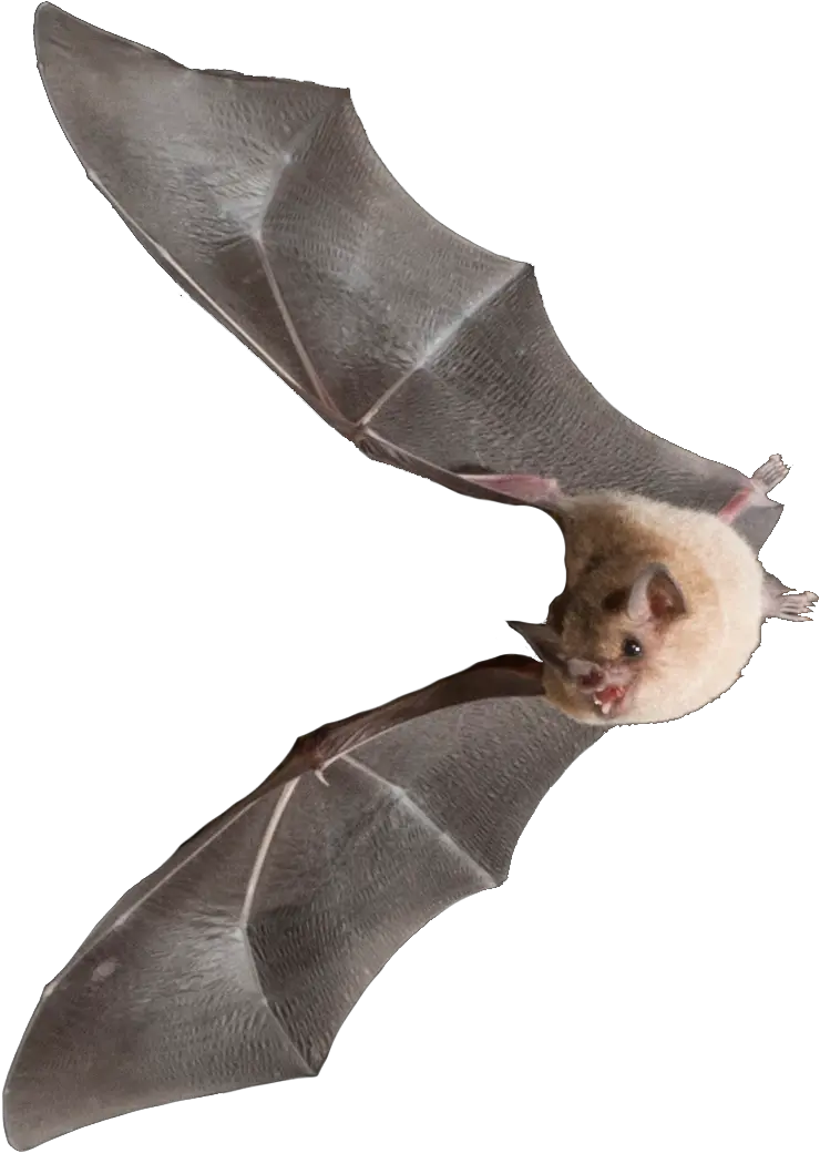 Bats U2014 Dr Karen Sears Bat Png Bats Transparent
