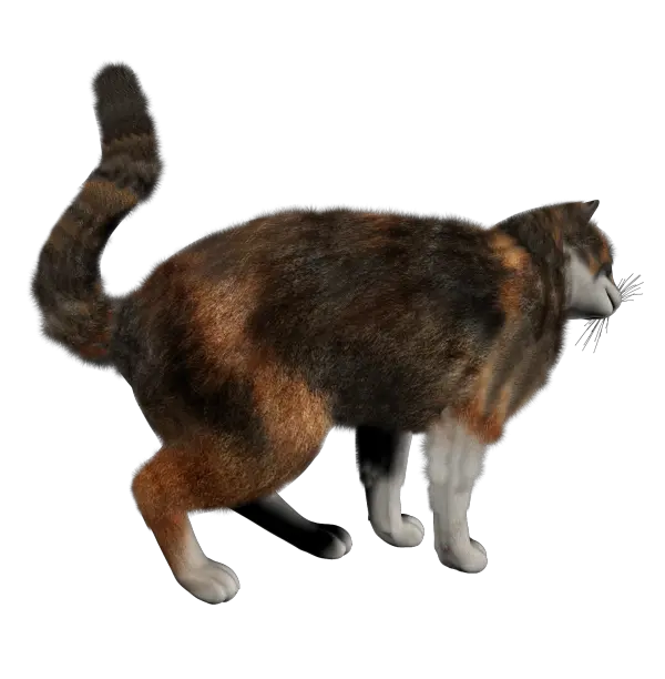 Cat Png Transparent Image For Free Download 21