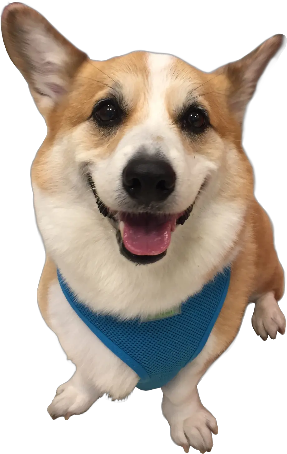 Cooper Pembroke Welsh Corgi Png Corgi Png