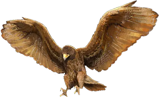 Download Golden Eagle Hawk Png Golden Eagle Png