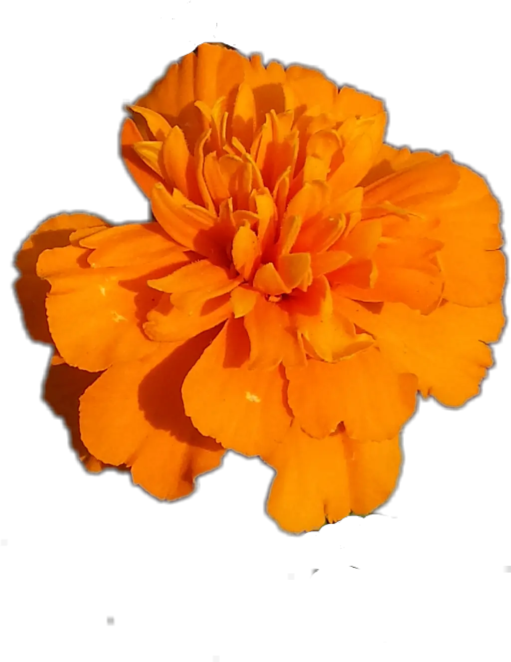 Download Transparent Marigolds Clipart Marigold Png Marigold Transparent