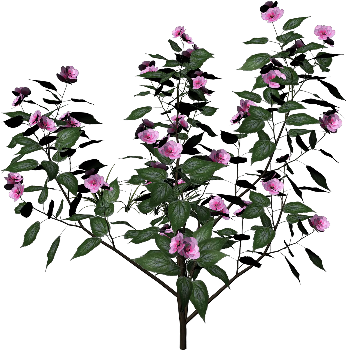 Bush Plant Flowers Flowering Free Image On Pixabay Flower Plants Png Shrub Transparent Background