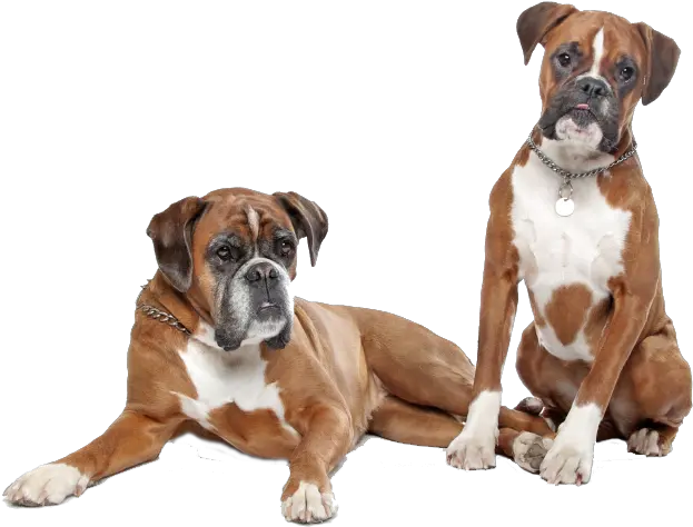 Boxer Dog Png 1 Image Png Dog Boxer Boxer Png