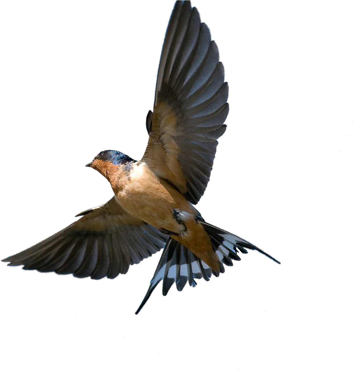 Download Southern Flying Tree Rough Barn Swallow In Flight Png Barn Png