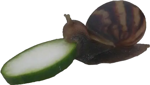 Cucumber Snail Png Snail Eating Cucumber Meme Gif Snail Png