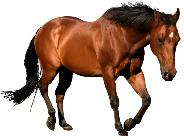 Horses Png Images Free Horse Png Horse Transparent Png