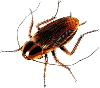 Transparent Cockroach Animals Breathing Through Spiracles Png Cockroach Transparent