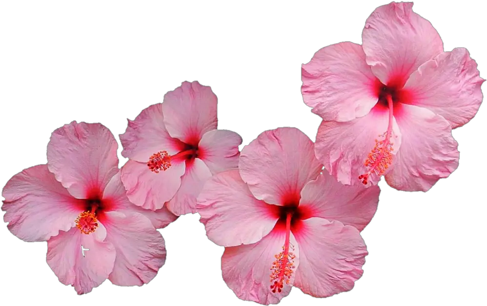 Hibiscus Png Image 2 Pink Gumamela Flower Hibiscus Png