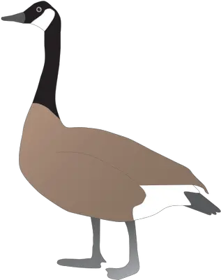 Download Hd Illustrations Of Canada Geese Canada Goose Canada Goose Drawing Png Goose Png
