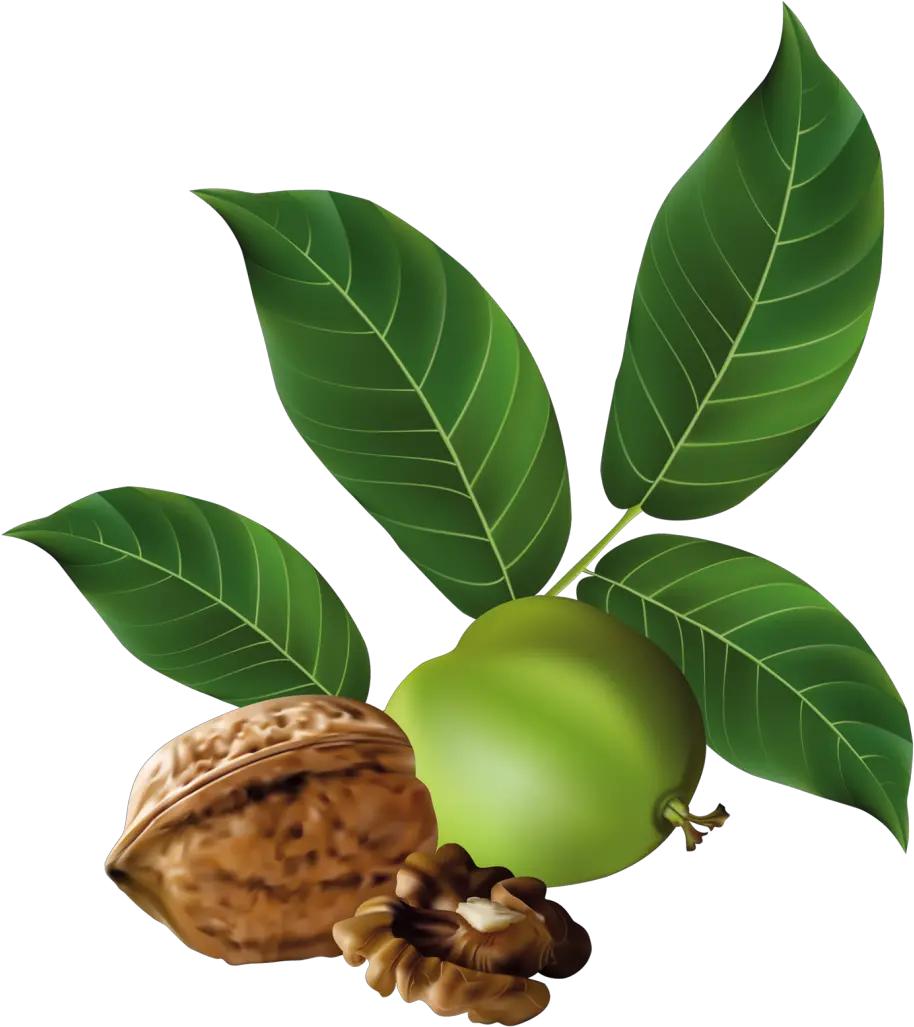 Walnut Png Image Purepng Free Transparent Cc0 Png Image Black Walnut Png Nut Png