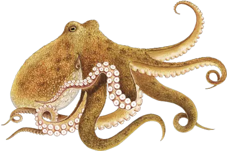 Octopus Png Transparent Mart Octopus Meaning In Tamil Tentacles Transparent Background