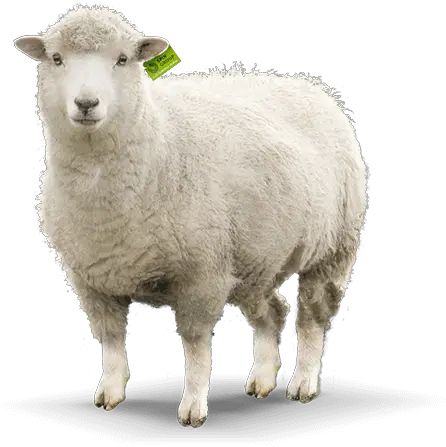 Konvit Akvet Animal Food Supplements Sheep Png Sheep Png