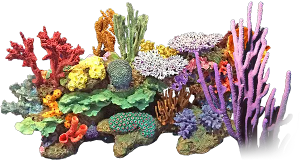 Coral Png 3 Image Transparent Background Coral Reef Png Coral Png