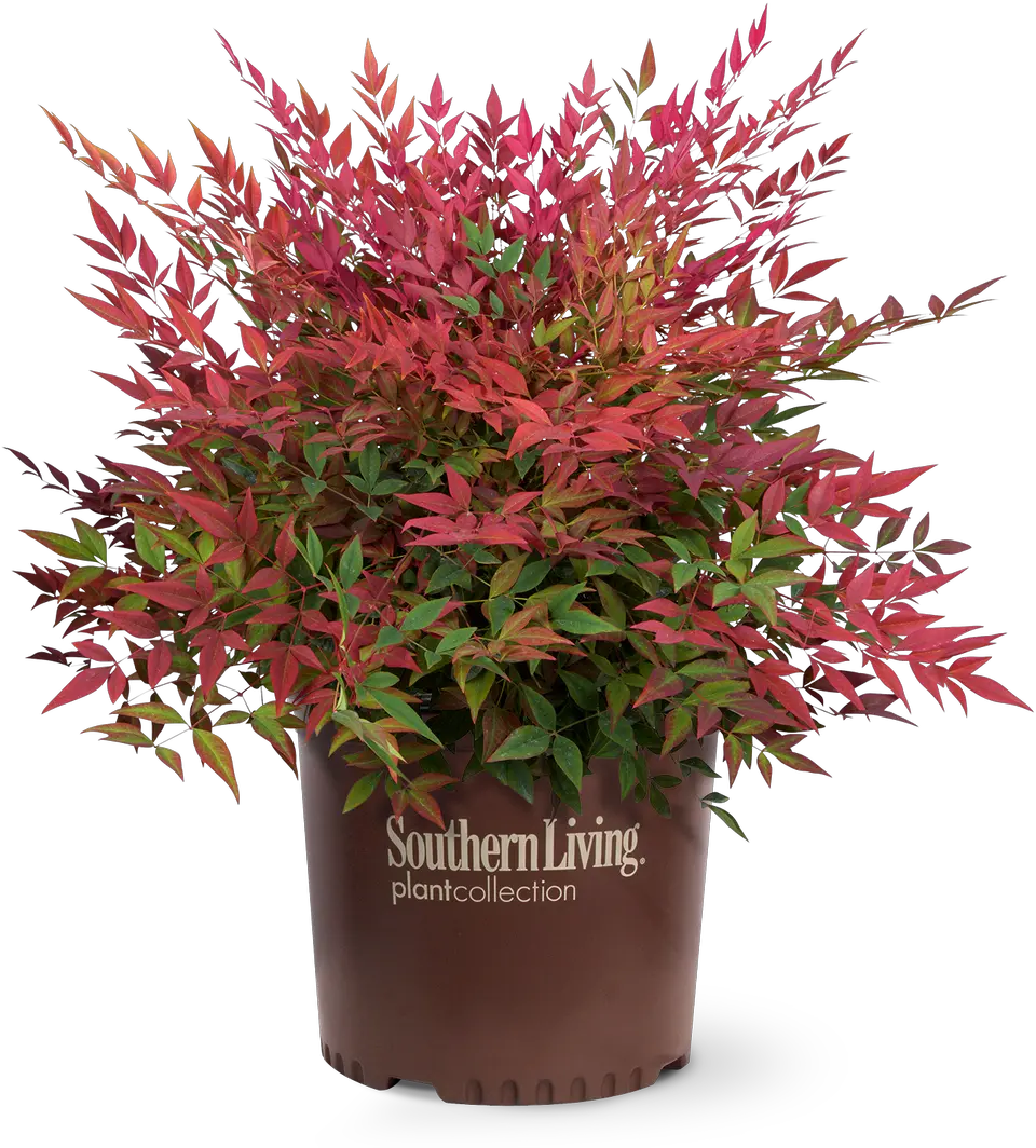 Obsession Nandina Obsession Nandina Png Shrub Transparent Background