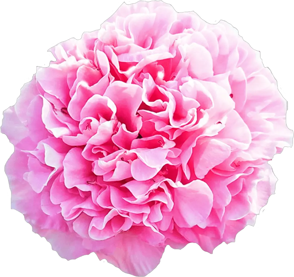 Paeonia Carnation Bouquet Carnation Flower Pink Png Carnation Png