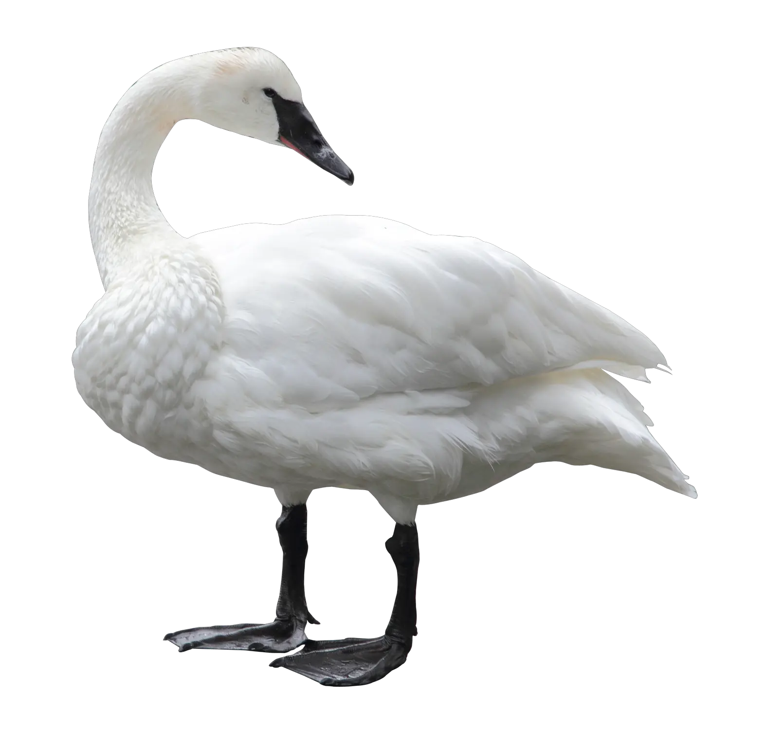 Bird Mute Swan Goose Bird Png Download 768734 Free Swan Png Goose Transparent