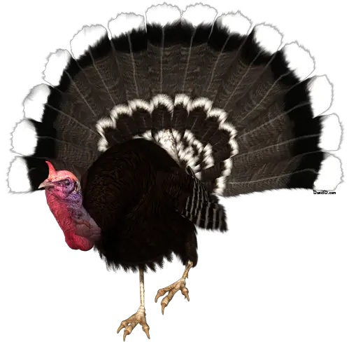 Autumn Dani Foster Herring Page 2 Domesticated Turkey Png Turkey Transparent