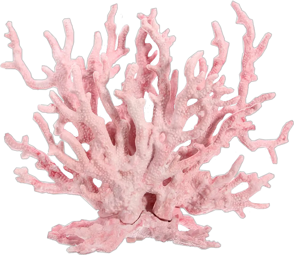 Pink Coralsea Coral Corals Pastel Pink Coral Reef Png Coral Png