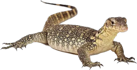 Picture Water Monitor Lizard Transparent Png Lizard Transparent
