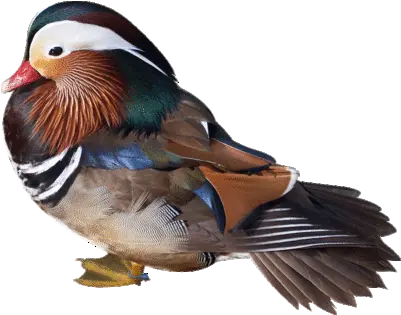 Wild Birds Unlimited Bird Image Galler Birds Png Duck Transparent Background