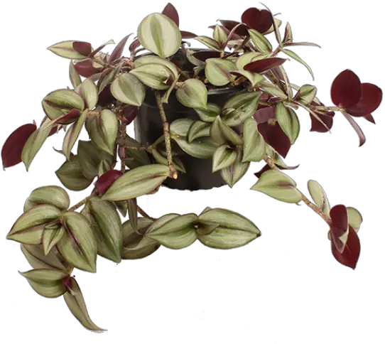 Tradescantia Zebrina Plants Online Png Hanging