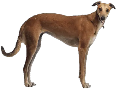 Search Results For Chris Brown Png Hereu0027s A Great List Of Greyhound Png Chris Brown Png