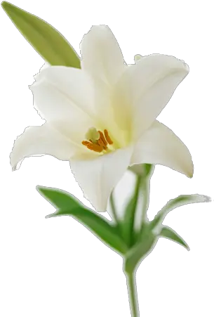 Easter Lily Flower Bouquet Lilium Free Easter Lily Png Easter Lily Png