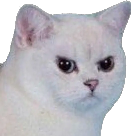 Cat Angry Angrycat Meme Funny Sad White Cat Meme Face Png Sad Cat Png