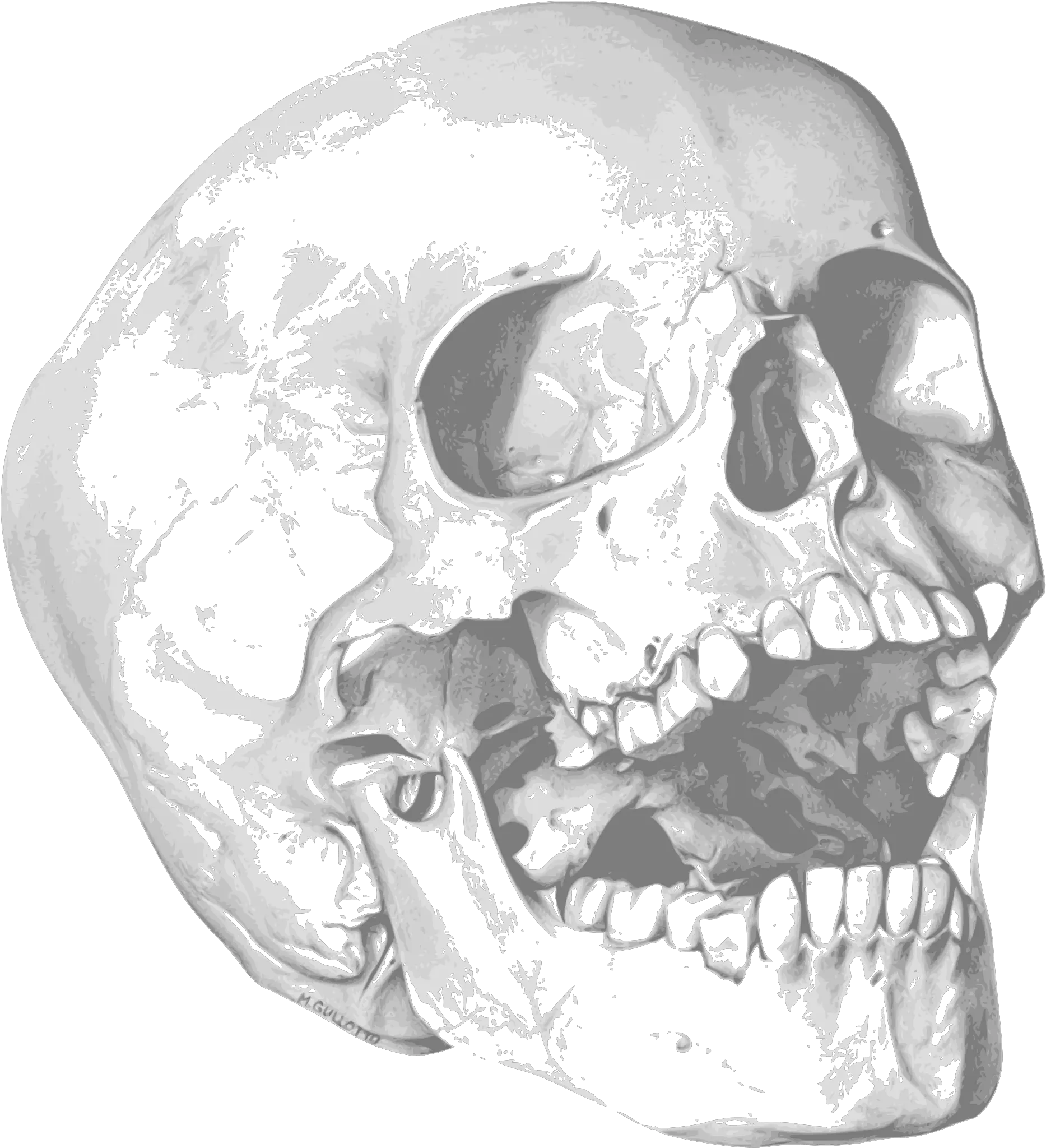 Calavera Png Image Dentist Expectation Vs Reality Calavera Png