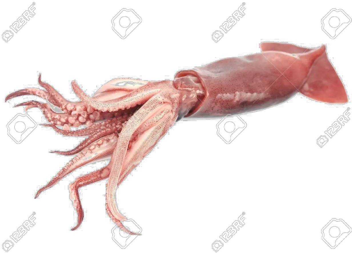 Giant Squid Transparent Png Giant Squid Transparent Background Squid Png