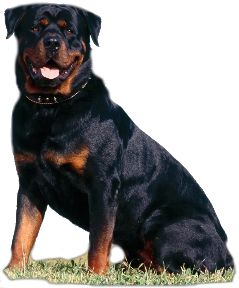 Vicious Dogs Png Rottweiler Png Transparent Cartoon Rottweiler Png Dogs Png