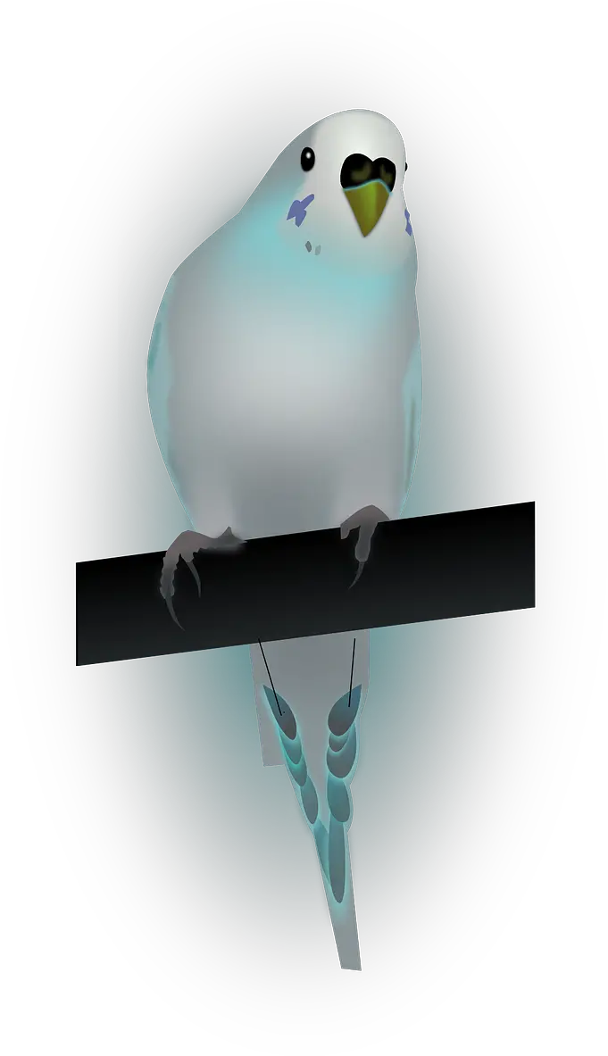 Birddovedove Of Peacepeace Paloma De La Paz España Budgerigar Png Paloma Png