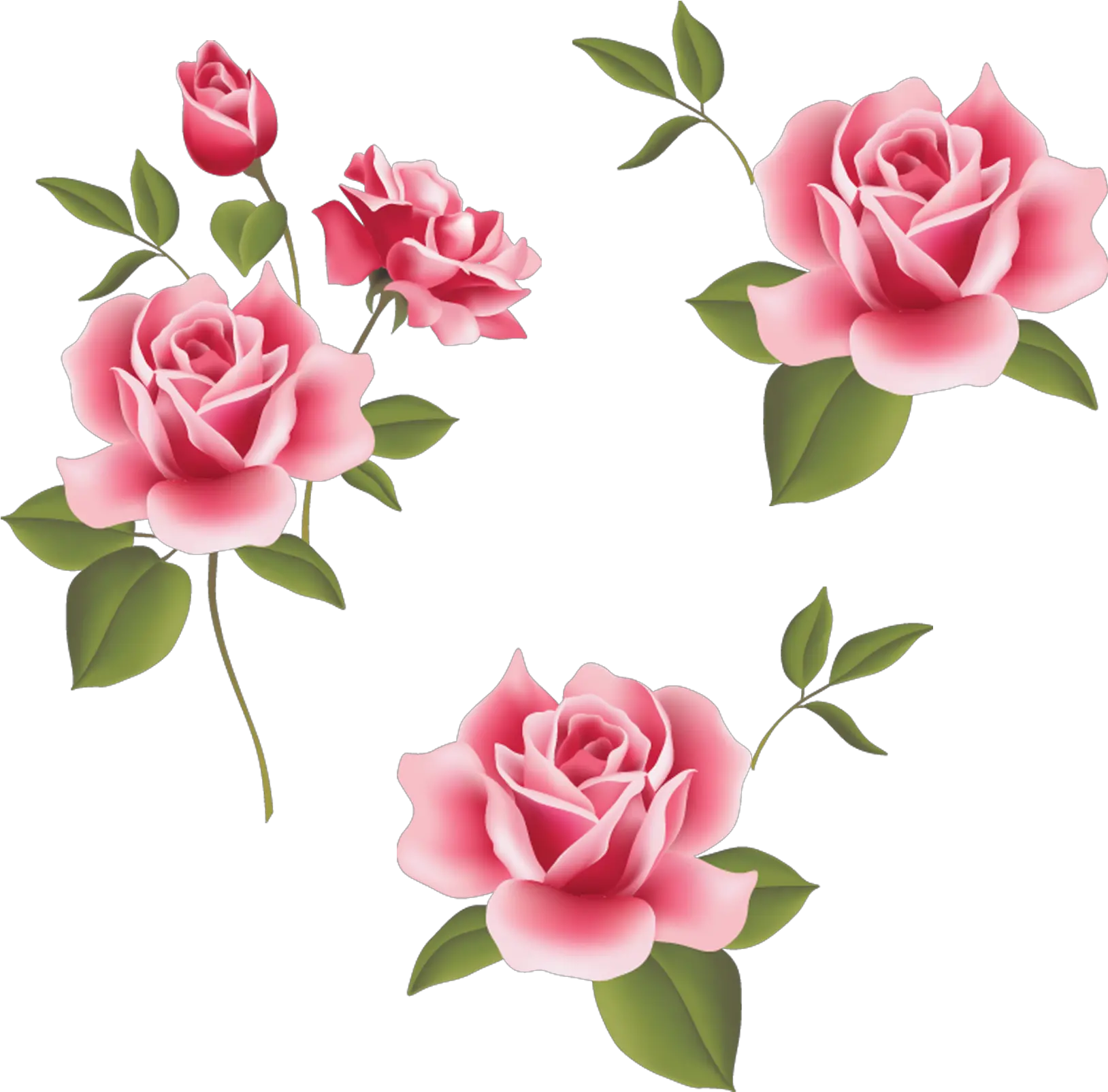 Garden Roses Beach Rose Pink Flower Johannes 4 Vers 16 Png Rosas Png