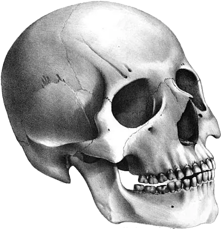 Skeleton Skulls Png Clipart Skeleton Head Transparent Background Skeleton Png Transparent