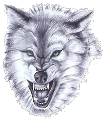 Cream Wolf Head Pictures 6345 Transparentpng Fierce Wolf Tattoo Designs Wolf Head Png