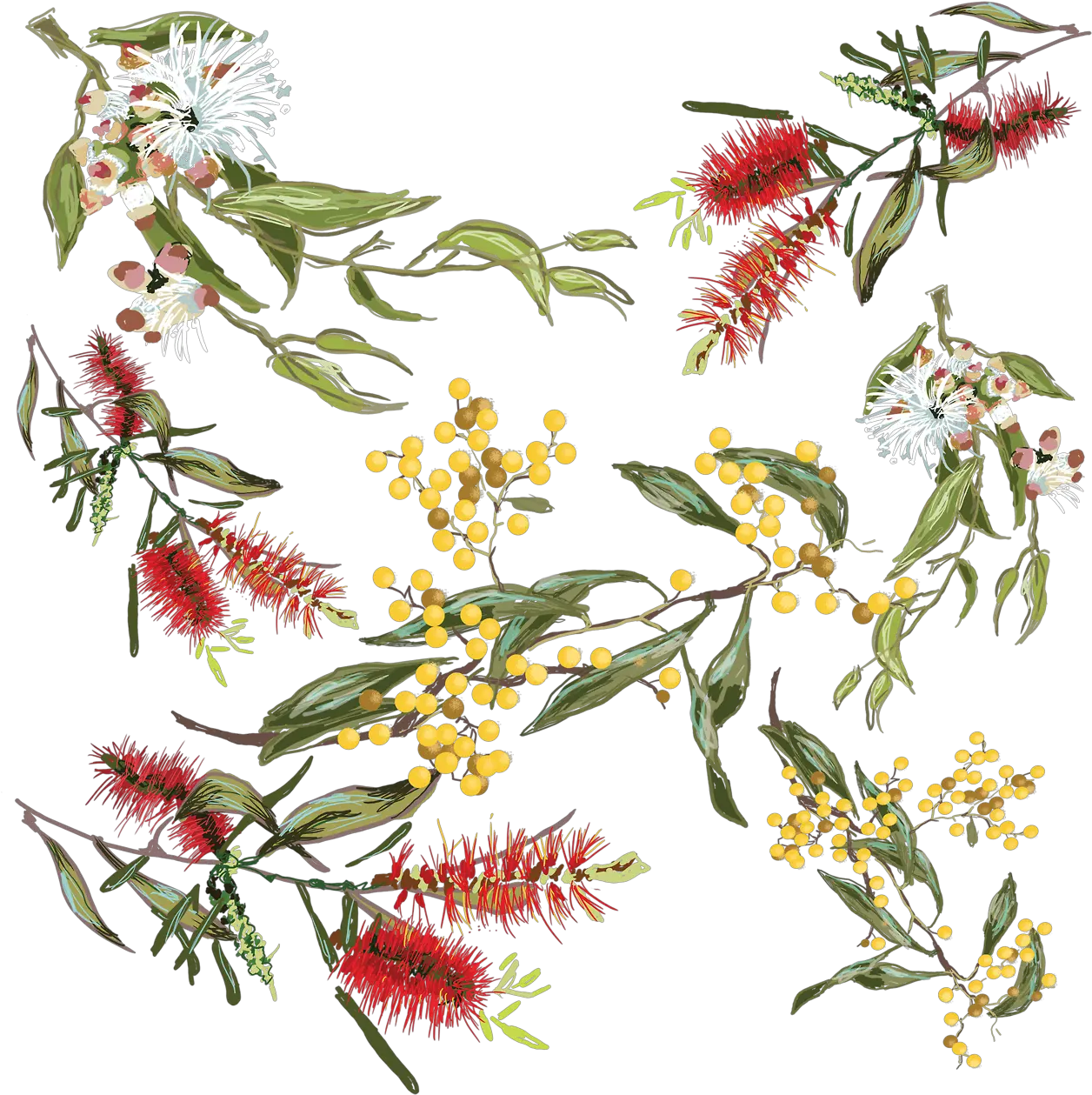 Australian Drawing Waratah Picture 950731 Drawing Native Australian Flowers Png Wild Flowers Png