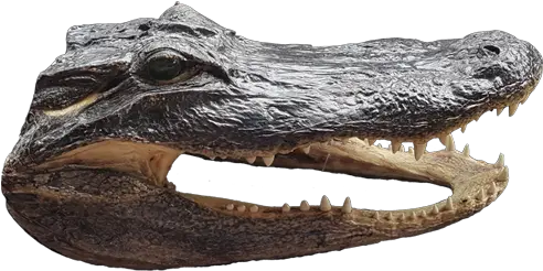 Download Alligator Head Png American Alligator Alligator Transparent