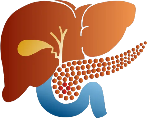 Contact Dr Manish Gandhi Gi Surgery Icon Png Liver Icon