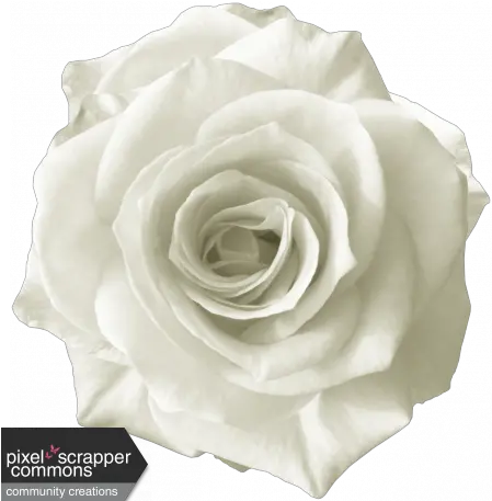 Rebel Rose White Graphic By Sunny Faith Rush Pixel Pink Rose Graphic Png White Roses Png